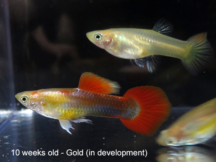 Gold guppy